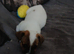 Jack Russell puppie