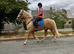 Stunning Palamino Gelding 14.3 3 1/2yrs old