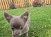 Chihuahua