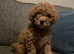 Cavapoo f1b teddy bear