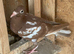 Pair of Red chocolate Muleumans racing pigeons 2026 RPRA ring