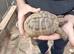 Hermann's Tortoise's for sale