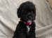 Ready to leave miniature cavapoochons