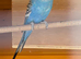 Budgies for sale