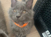 TICA registration Blue Maine coon kittens