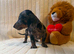 Miniature dachshund