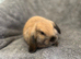 Ready Now! Gorgeous Mini Lop Babies!
