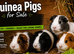 2x Female Guinea pigs