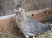 Pure Breed large fowl female pullets chickens