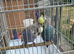 Pair bugies for sale healthy and nice bird