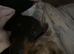 Beautiful mini dachshunds Kc Registered