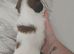 3 Shih Tzu puppies