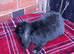 Reduced Mini lop / plush lop
