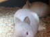 Boy and girl Netherland dwarf
