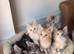 Sweet TICA register kitten &zwj;