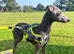 Kc registered blue Italian greyhounds