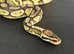 Pastel royal python cb20