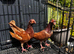 English Barb pigeons