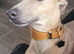 Italian greyhound for stud