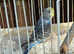 Cute Budgies