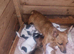 Beautiful traditional jack Russell's
