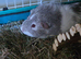 male guinee pig
