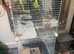 4 Budgies