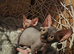 Sphynx kittens with 5 generation certificate