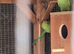 Breeding pair of ring necks
