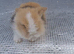 Lionhead
