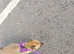 6 months female German shepherd x