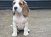 Beautiful Beagle Puppies