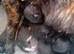 4 Stunning Kittens