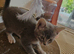 5 month old mixed blue british shorthair