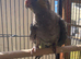 Cockatiels 9 weeks old