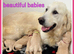 STUNNING F1 MINIATURE GOLDENDOODLES