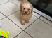 Toy poodle puppy’s
