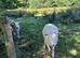 Lleyn Breeding Rams Ready To Work