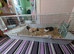 2 Guinea pig boys for re home lovely chunky
