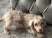 Labradoodle F1B Health clear pups