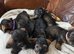 Five miniature Wire Haired Dachshund puppies