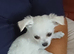 White fluffy chihuahua