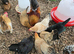 Serama Hatching Eggs