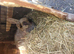 2 adult rabbits