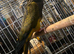 Tame Pantagonion conure
