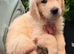 Last puppy American Line Golden Retriever