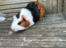 4 baby guinea pig girls ready now