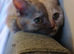 British shorthair female kitten