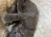 Gorgeous Ragdoll Kittens