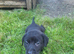 Beautiful Labrador x Lurcher puppies